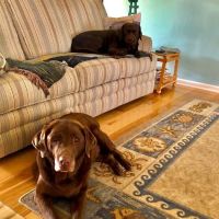 Jeri's Pet Pampering ico