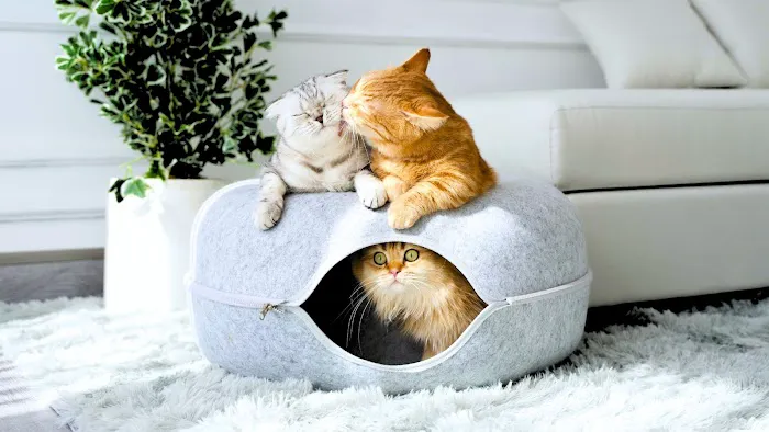Cattasaurus Picture 1