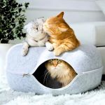 Cattasaurus