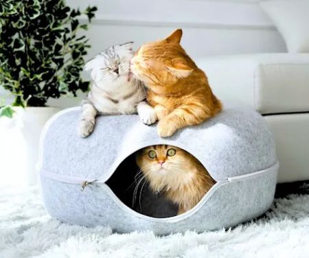 Cattasaurus