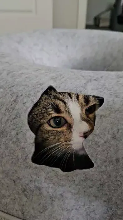Cattasaurus Picture 2