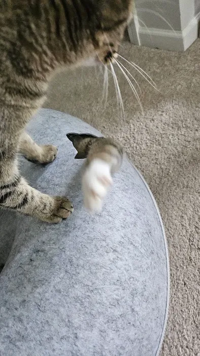 Cattasaurus Picture 10