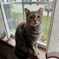 Nazareth Veterinary Center ico