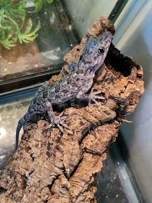 Pet World Picture 2