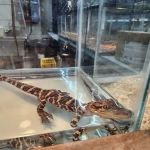 Pet World