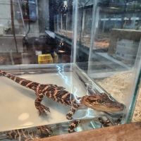 Pet World ico