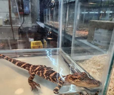 Pet World