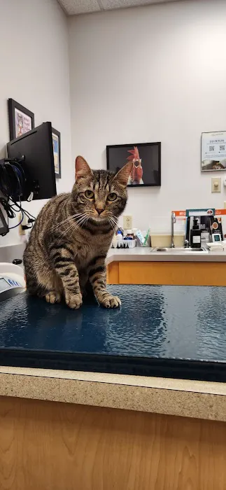 South Branch Veterinary Services Picture 3