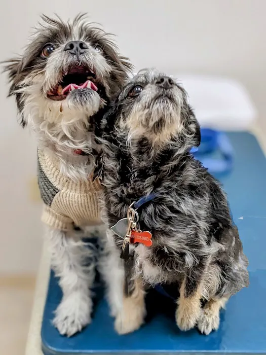 South Branch Veterinary Services Picture 5