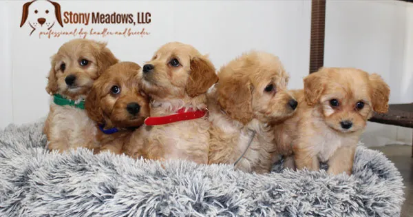 Stony Meadows LLC Picture 10