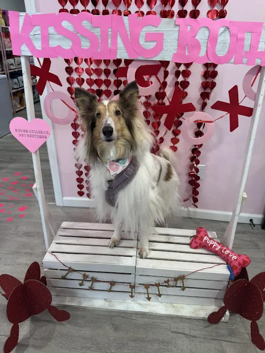 Rough Collie Co. Picture 3