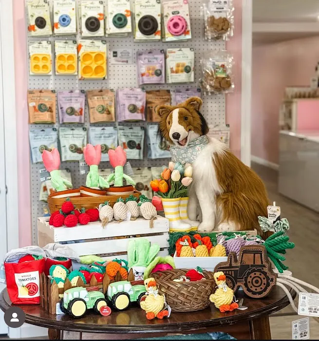 Rough Collie Co. Picture 5