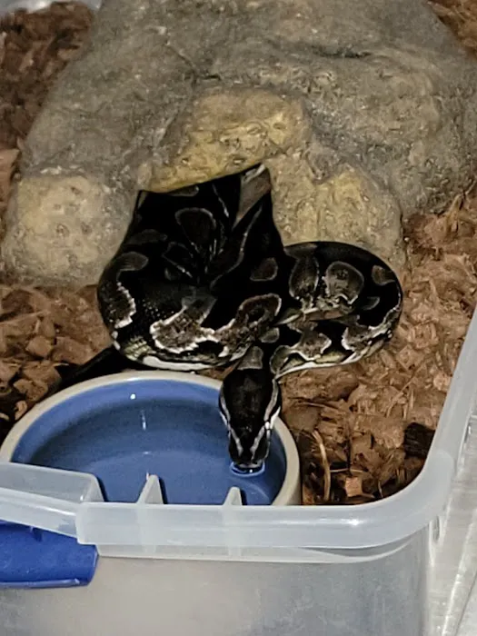 Morph Mafia LLC Picture 2