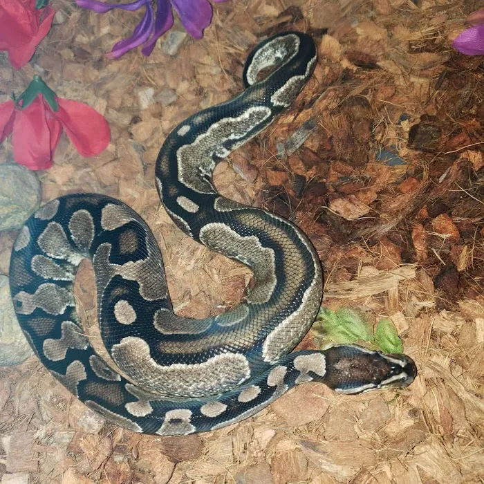 Morph Mafia LLC Picture 8