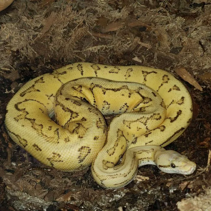 Morph Mafia LLC Picture 10