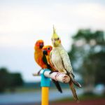 Round Valley Animal Hospital-Dr. Lorraine Marks