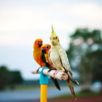 Round Valley Animal Hospital-Dr. Lorraine Marks ico