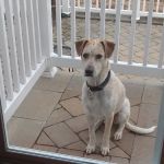 Crown Veterinary Specialists