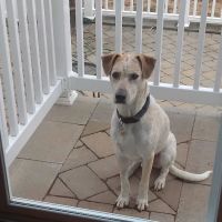 Crown Veterinary Specialists ico