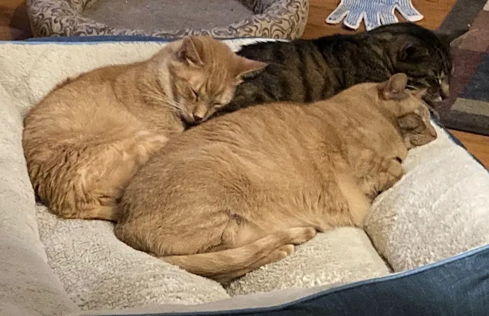 Crown Veterinary Specialists Picture 6
