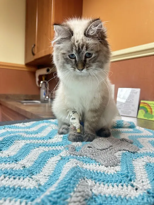 Crown Veterinary Specialists Picture 8