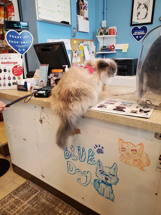 Blue Dog Pet Shop Picture 3