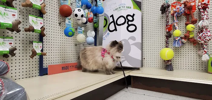 Blue Dog Pet Shop Picture 4