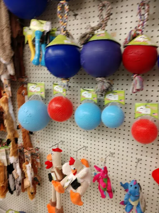 Blue Dog Pet Shop Picture 6
