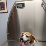 Washington Animal Hospital