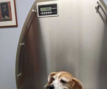 Washington Animal Hospital
