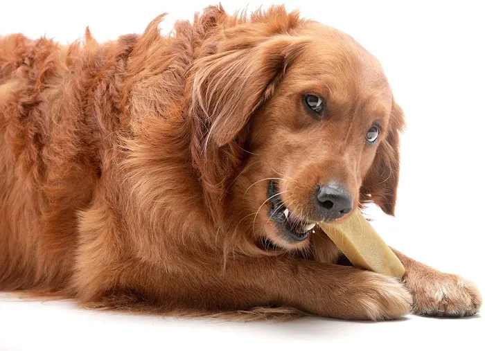 Doggie Delights Bakery Picture 2