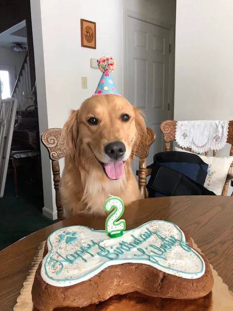 Doggie Delights Bakery Picture 7