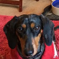 Pleasant Valley Veterinary Services ico