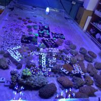 Aquarium Xpress ico