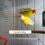 We Are Lovebird & Parrotlet Lovers