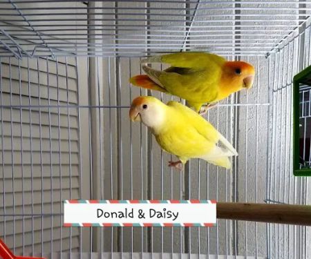 We Are Lovebird & Parrotlet Lovers