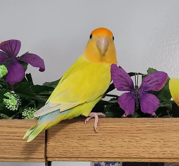 We Are Lovebird & Parrotlet Lovers Picture 2