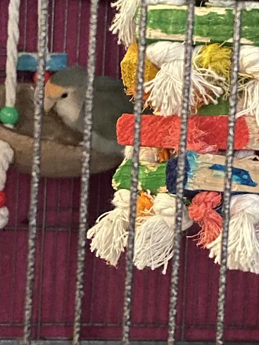We Are Lovebird & Parrotlet Lovers Picture 3