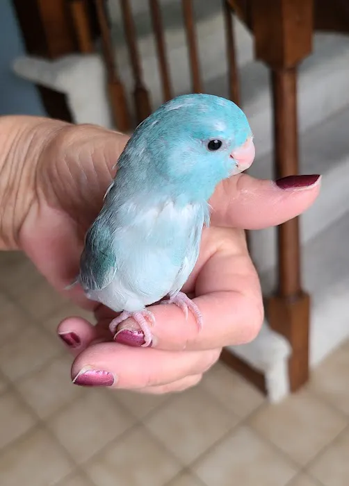 We Are Lovebird & Parrotlet Lovers Picture 5