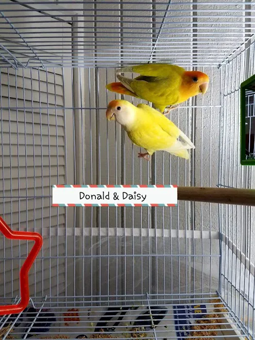 We Are Lovebird & Parrotlet Lovers Picture 4