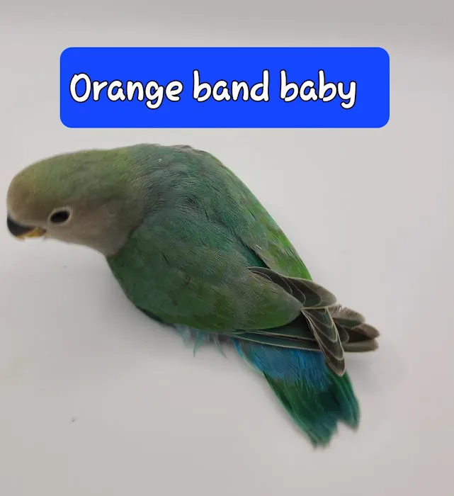 We Are Lovebird & Parrotlet Lovers Picture 6