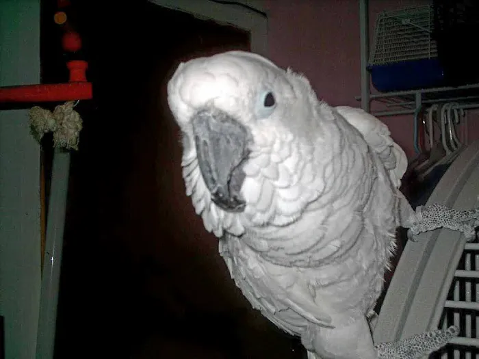 We Are Lovebird & Parrotlet Lovers Picture 9