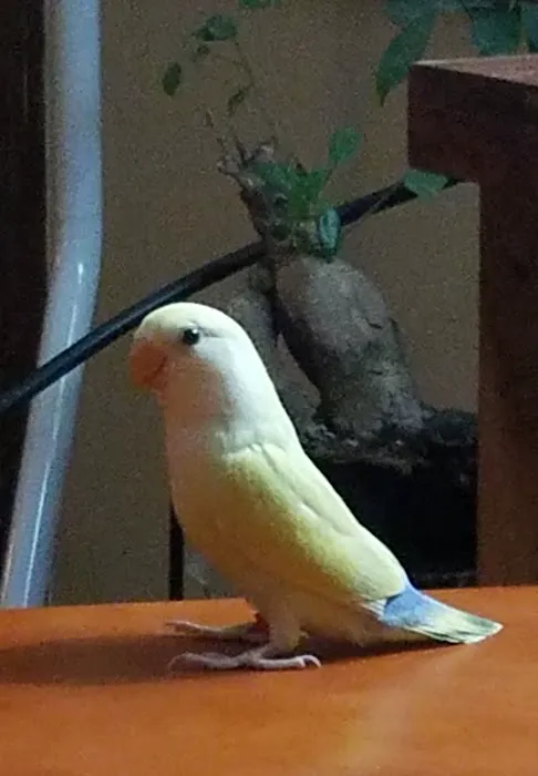 We Are Lovebird & Parrotlet Lovers Picture 8