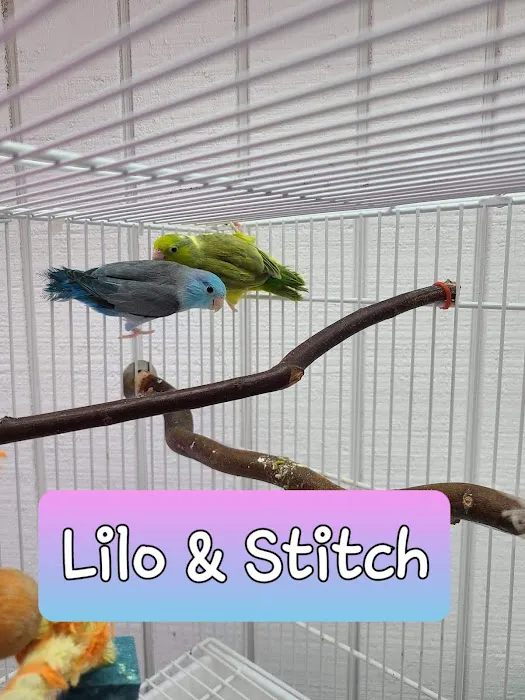 We Are Lovebird & Parrotlet Lovers Picture 10