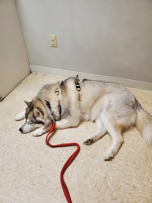 HanoverView Animal Hospital Picture 5
