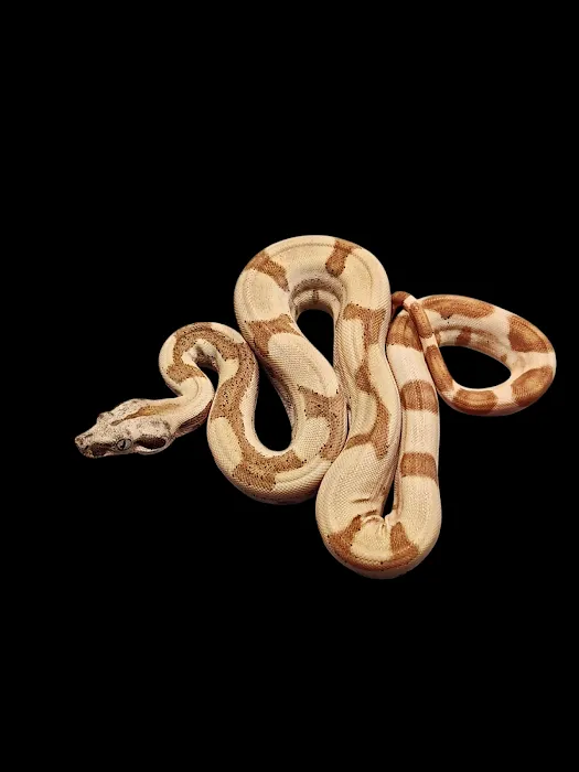 No limit reptiles Picture 2