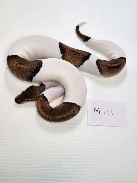 No limit reptiles Picture 3