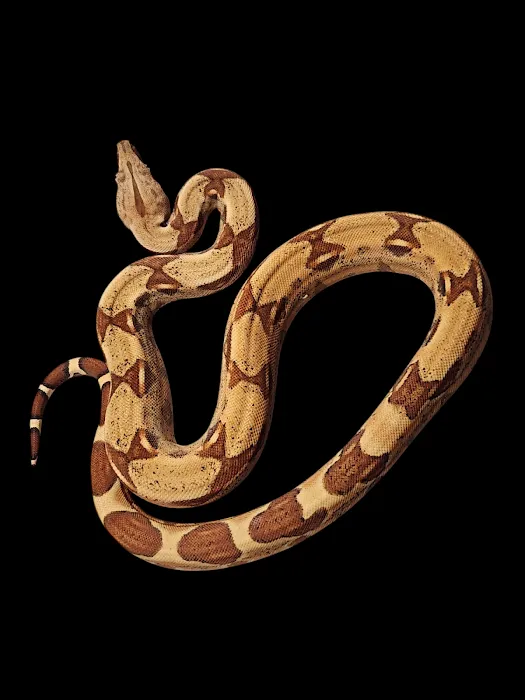 No limit reptiles Picture 5