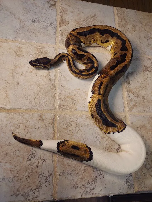 No limit reptiles Picture 4