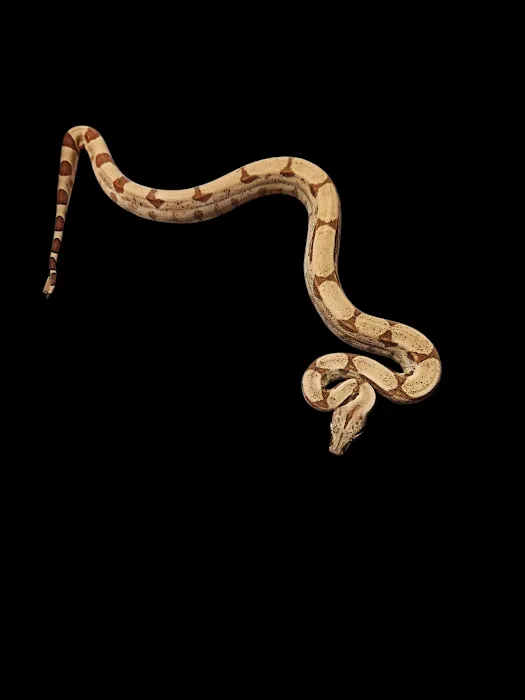 No limit reptiles Picture 8